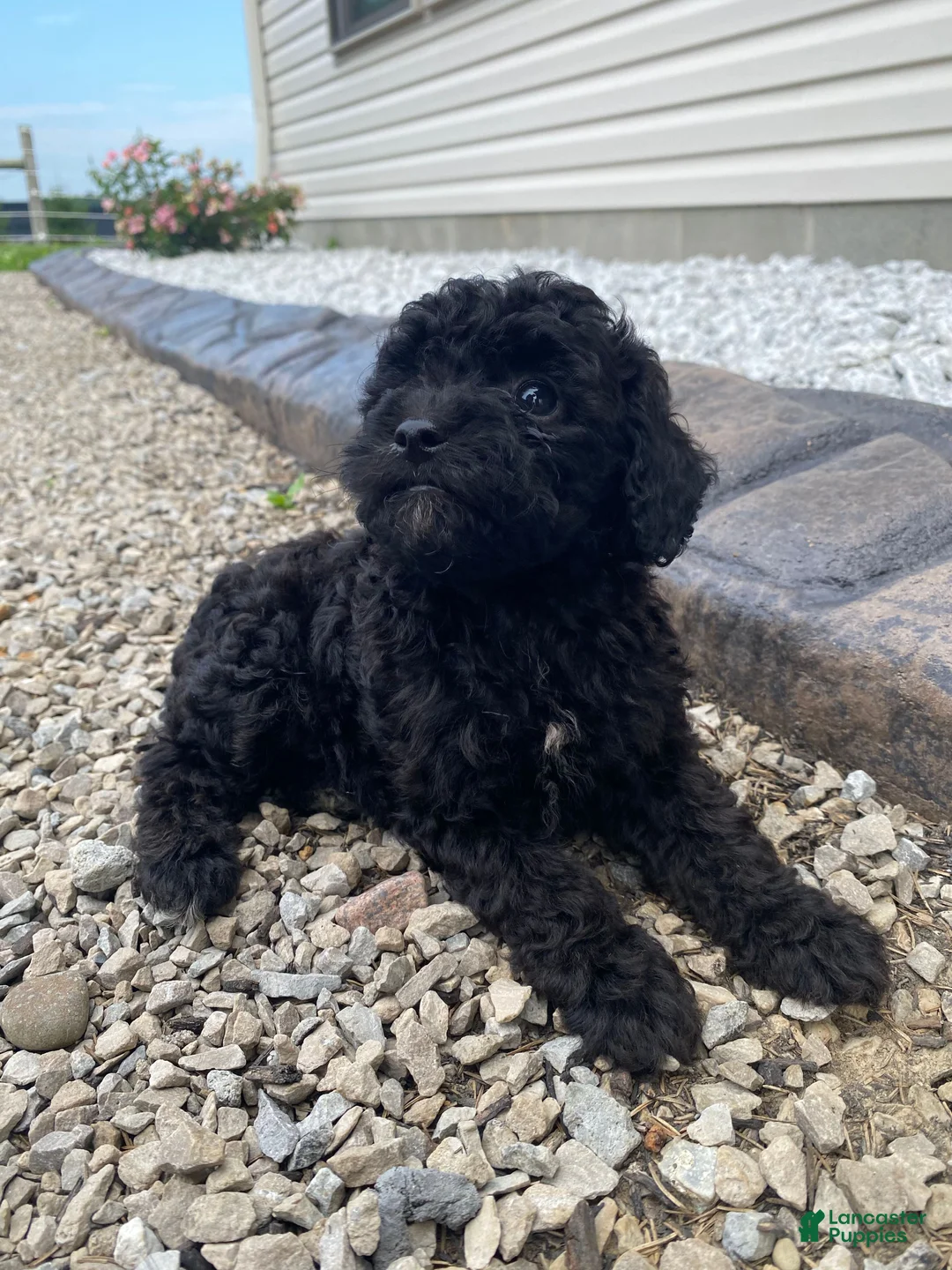 Miniature Poodle dogs for sale: Nokia - Ad 2