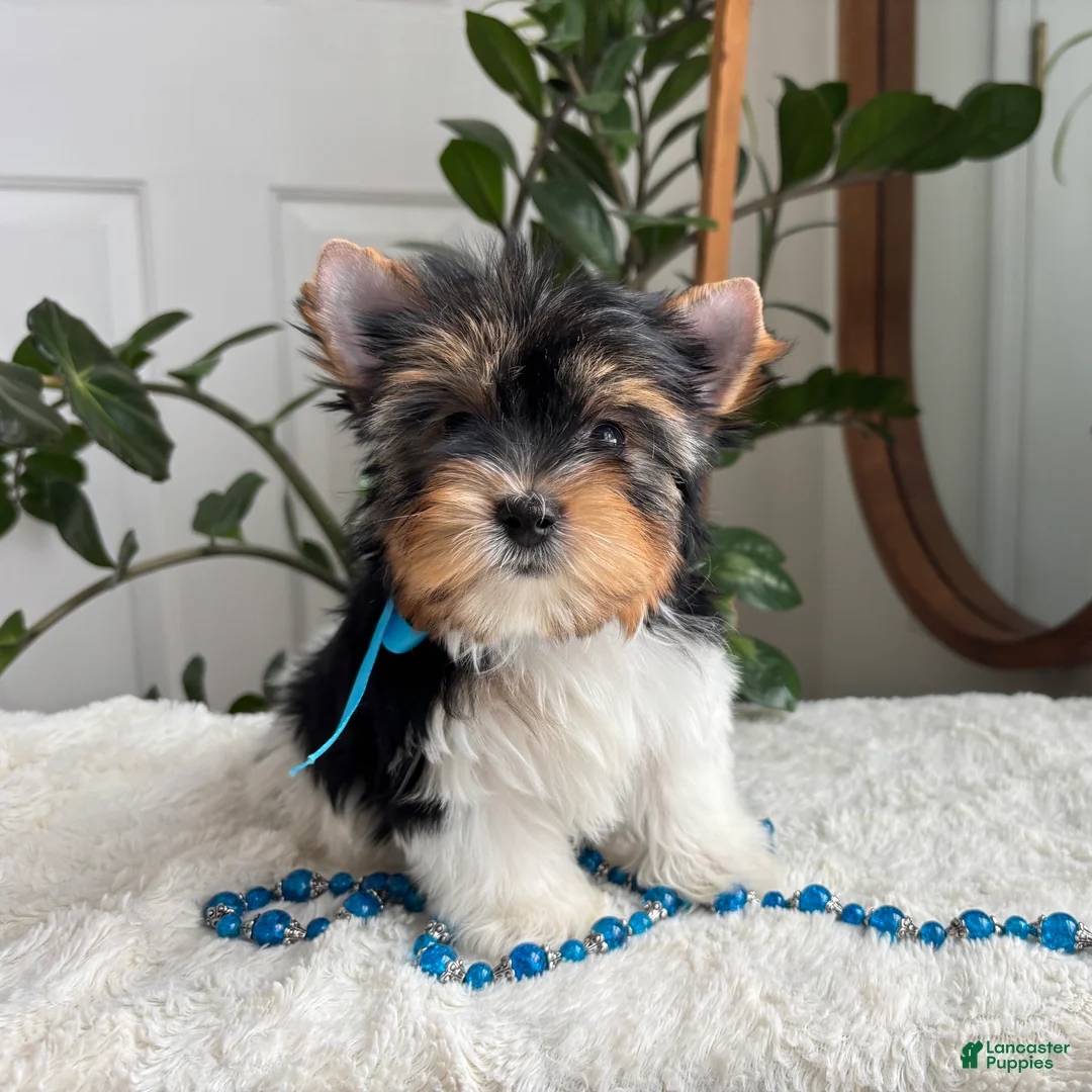 Yorkshire Terrier dogs for sale: PeeWee - Ad 2