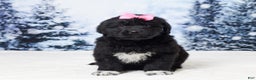 Newfoundland dogs for sale: Nyla - Ad 1