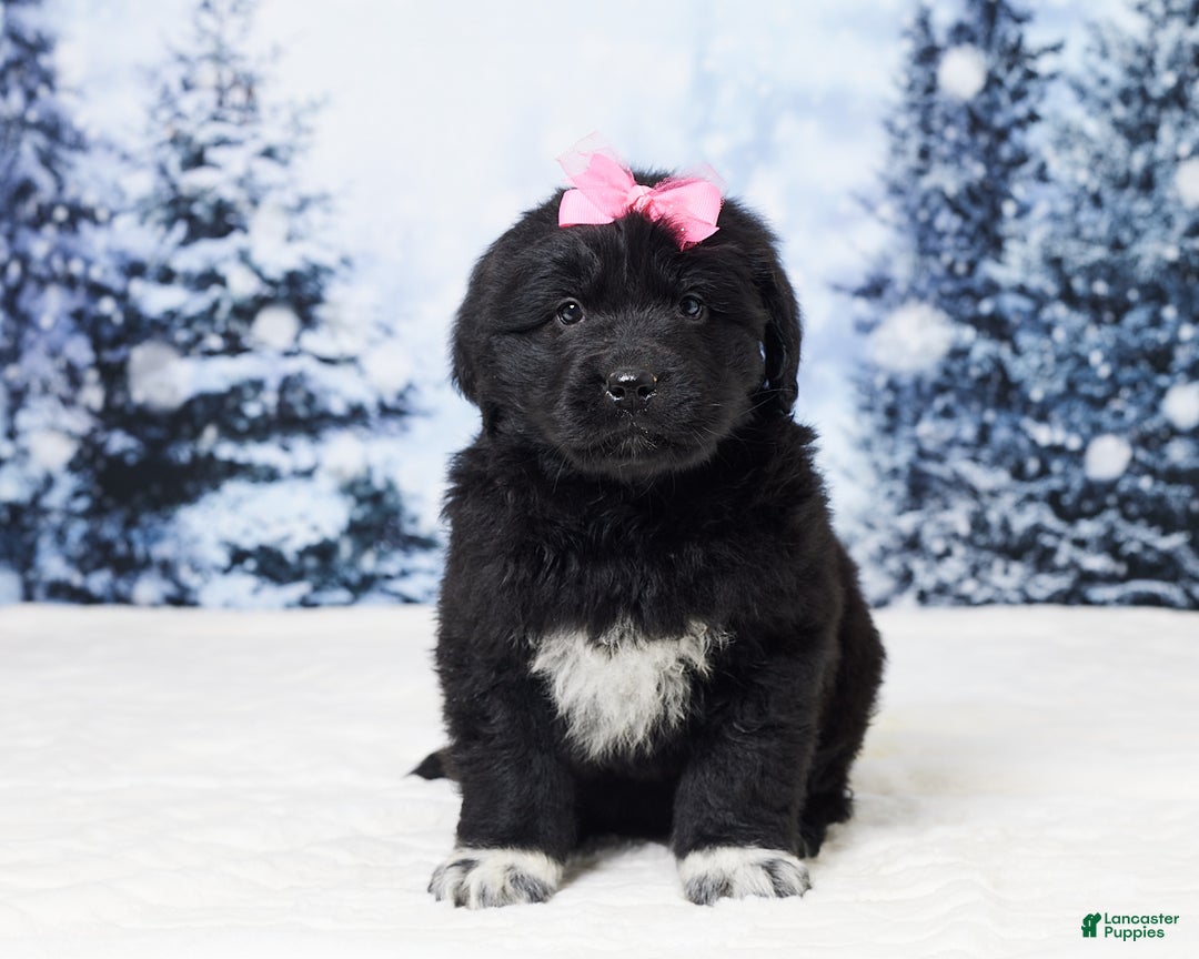 Newfoundland dogs for sale: Nyla - Ad 1