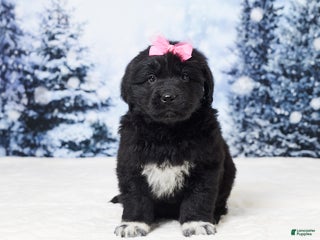 Newfoundland dogs Nyla - Ad 29