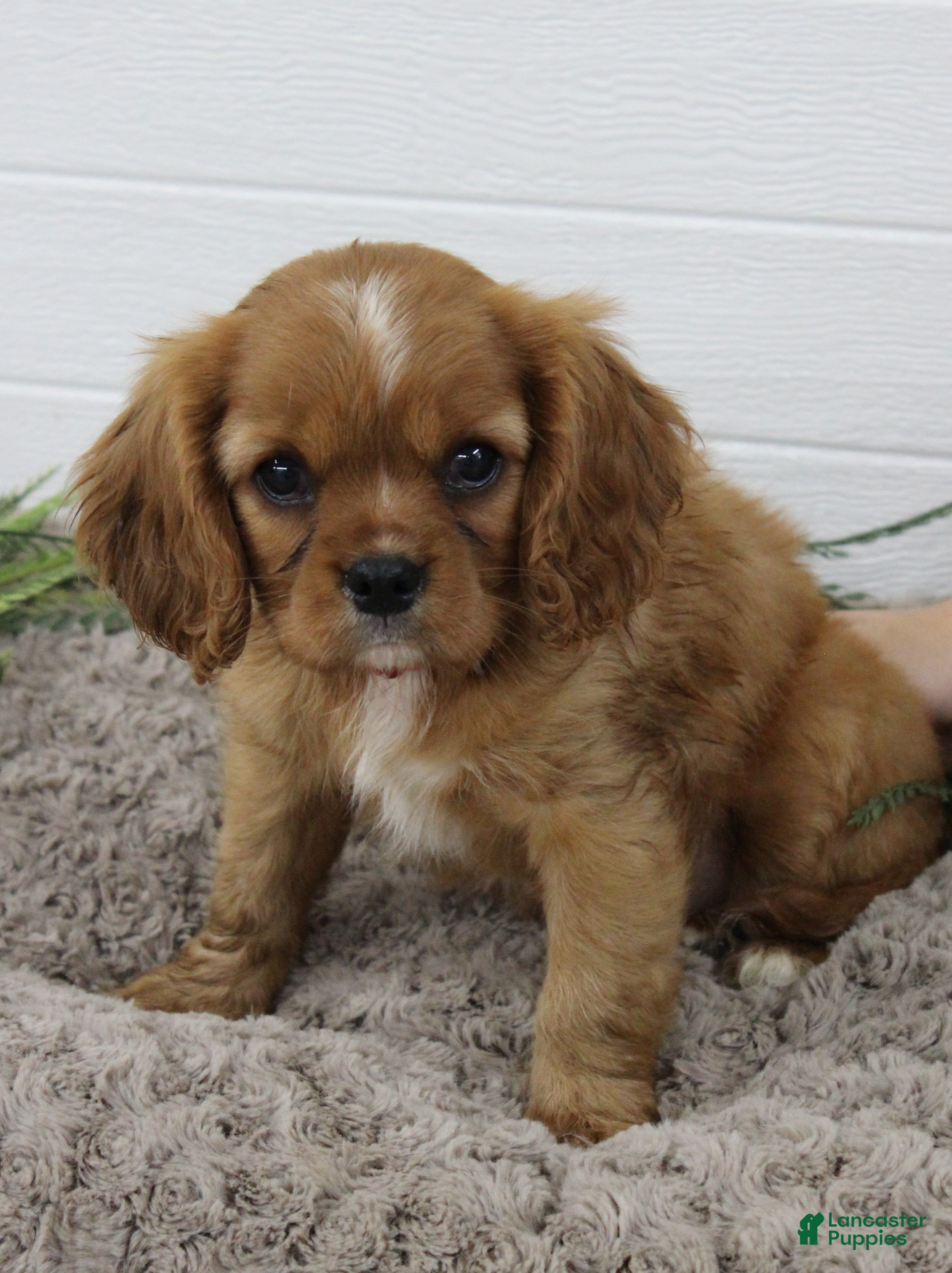 Cavalier King Charles Spaniel dogs Cavalier King Charles Spaniel 1 - Ad 2