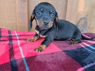 Dachshund dogs MADDIE - Ad 20
