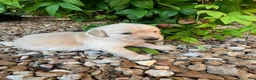 Golden Retriever dogs for sale: Evan - Ad 4