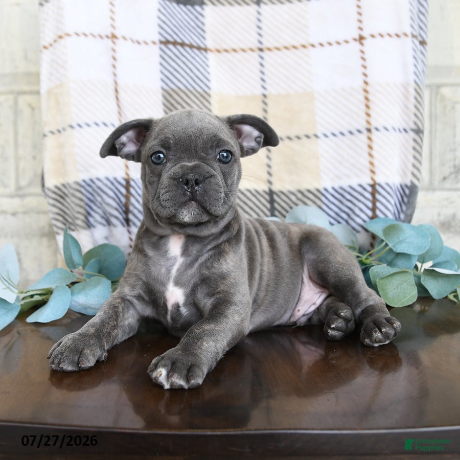 Frenchton dogs Jaron - Ad 1