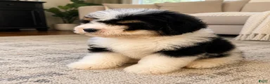 Mini Bernedoodle male- Benny