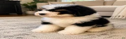 Mini Bernedoodle dogs for sale: Mini Bernedoodle male- Benny - Ad 1