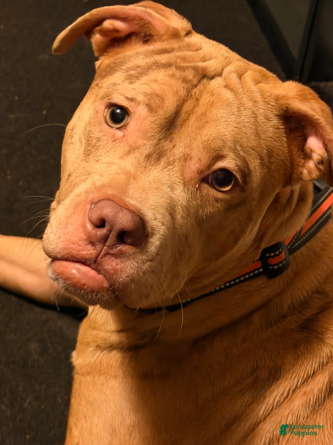 American Bully dogs for sale: American Bully 1 - Ad 5
