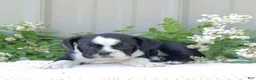 English Bulldog dogs for sale: Jill - Ad 3