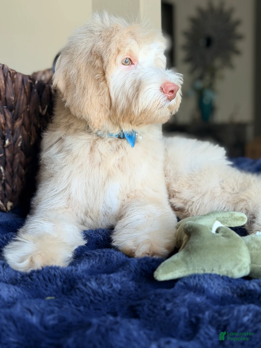 Labradoodle dogs for sale: Simon - Ad 2