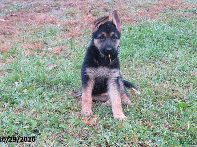 German Shepherd dogs for sale: Luna - Ad 31