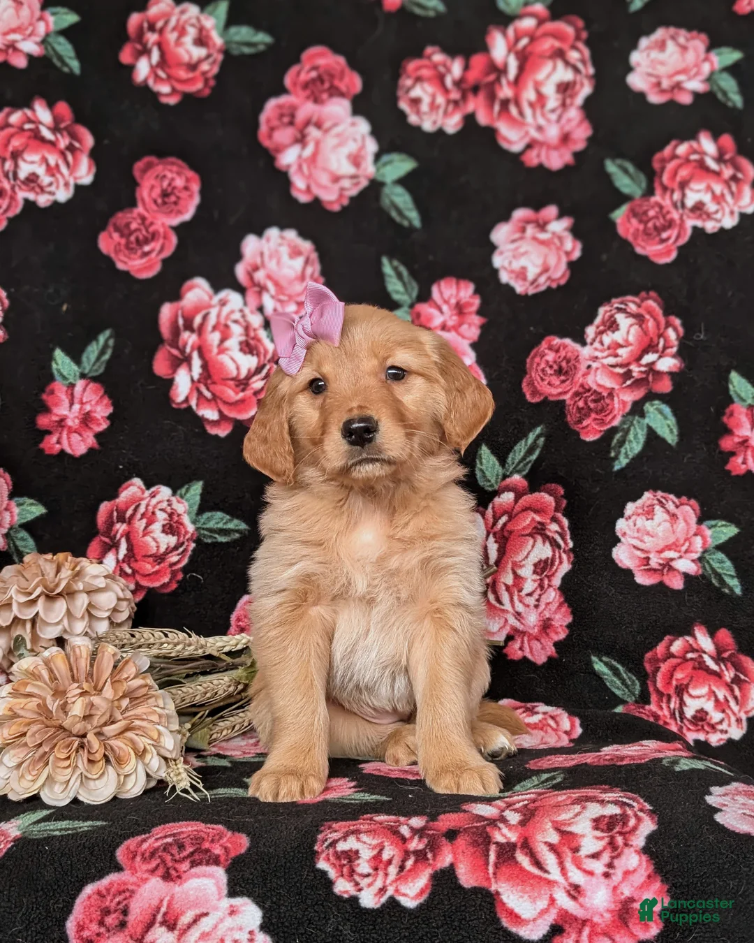 Golden Retriever dogs for sale: Jada - Ad 2