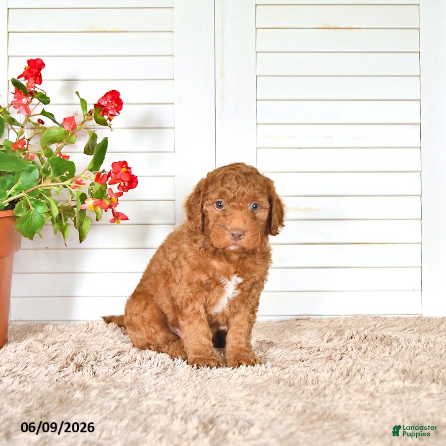 Mini Goldendoodle dogs Nate - Ad 2