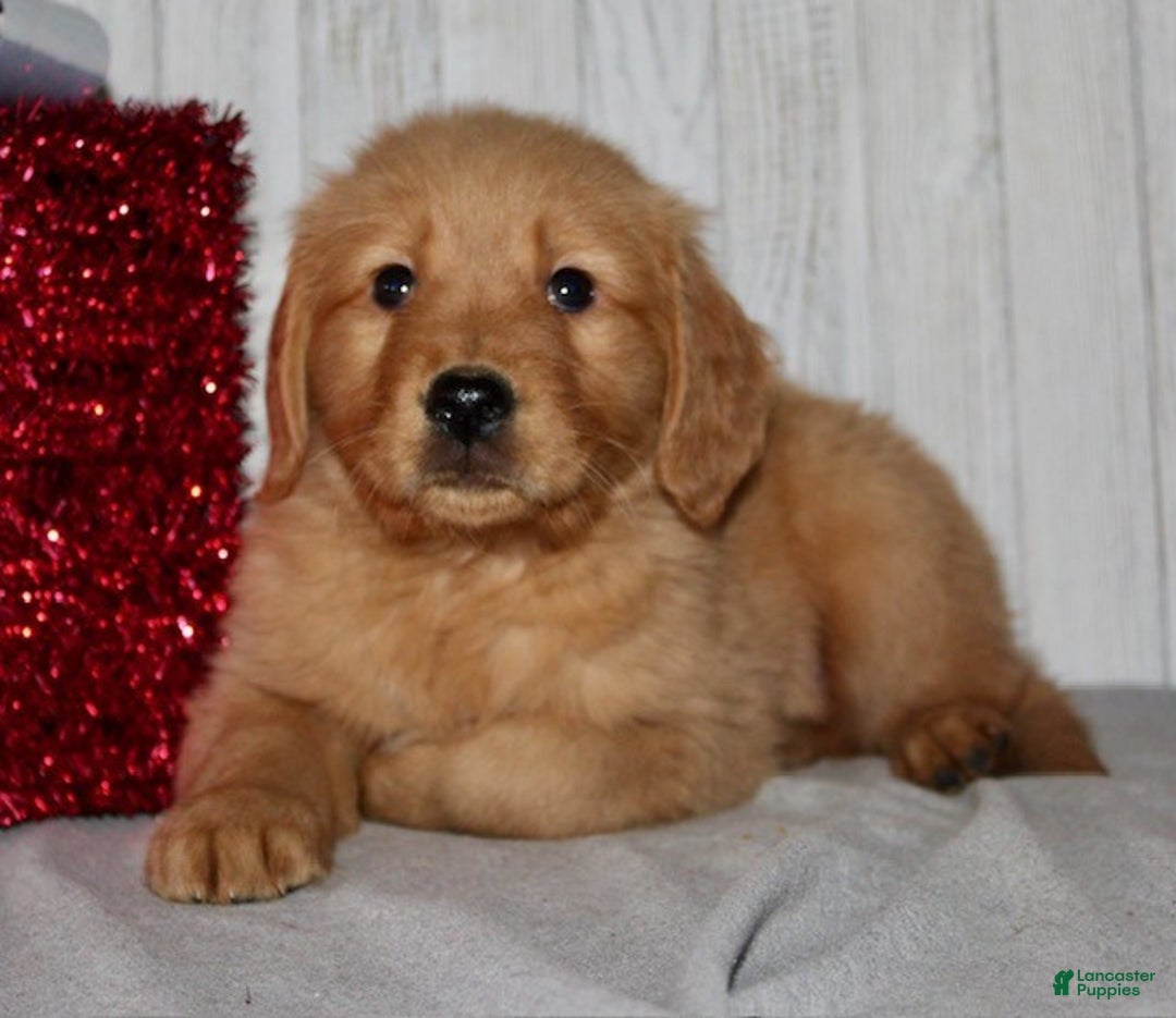 Golden Retriever dogs for sale: Peter - Ad 3