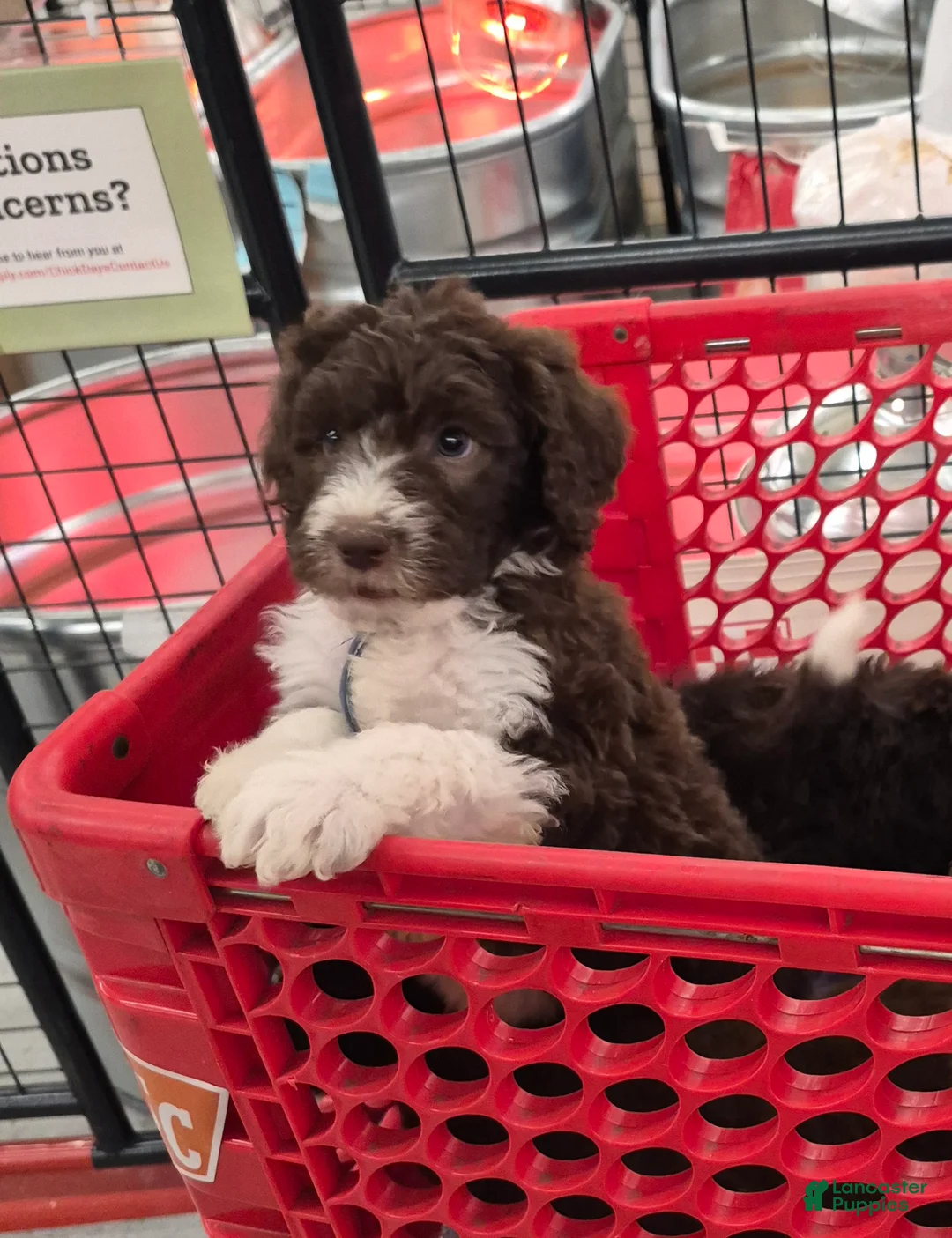 Labradoodle dogs for sale: *REDUCED* Gomphrena  - Ad 1