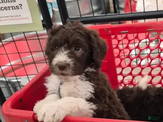 Labradoodle dogs *REDUCED* Gomphrena - Ad 7