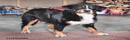 Bernese Mountain Dog dogs for sale: Jane - Ad 11