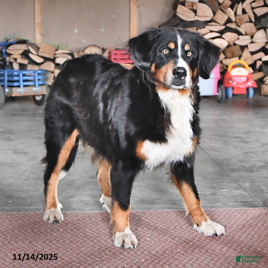 Bernese Mountain Dog dogs for sale: Jane - Ad 11