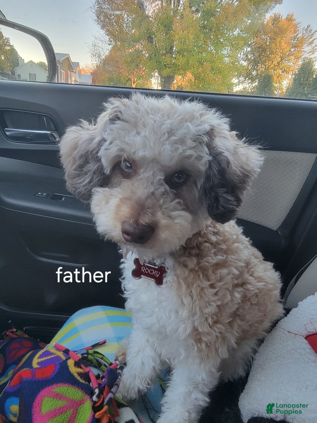 Bichpoo dogs for sale: Hunter - Ad 3