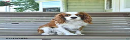 Cavalier King Charles Spaniel dogs for sale: Patrick - Ad 4