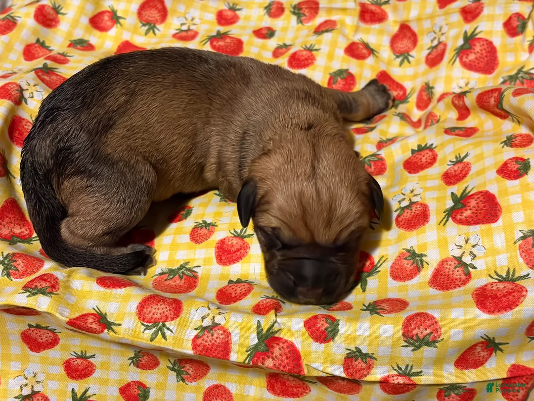 Mixed Breed dogs for sale: Magenta Boy - Ad 1