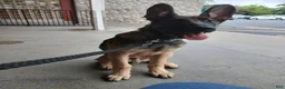 Belgian Malinois dogs for sale: Phoenix  - Ad 1