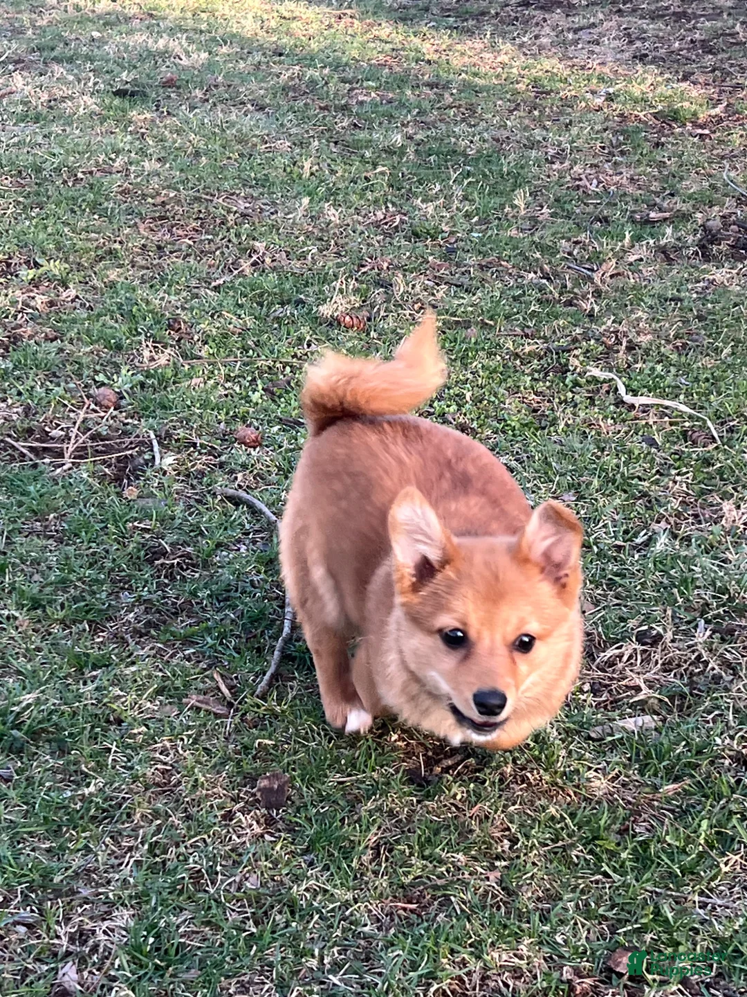 Mixed Breed dogs for sale: Mixed Breed Puppy 2 - Ad 1