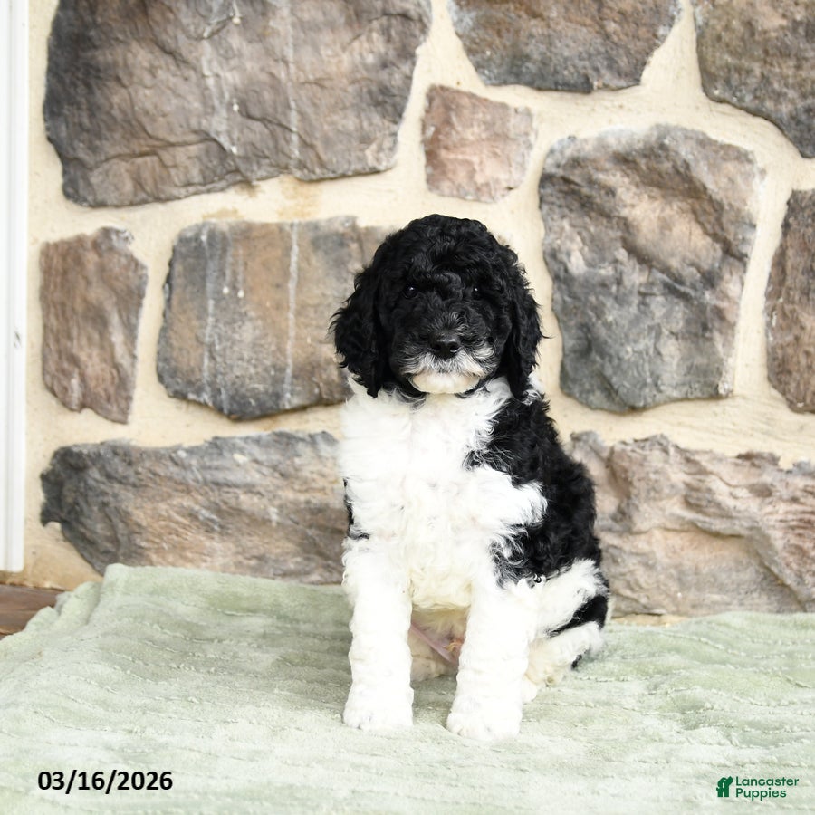 Goldendoodle dogs Jan - Ad 2