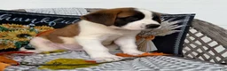 Saint Bernard dogs for sale: Macks - Ad 3