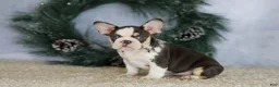 French Bulldog dogs for sale: Luna - Ad 8