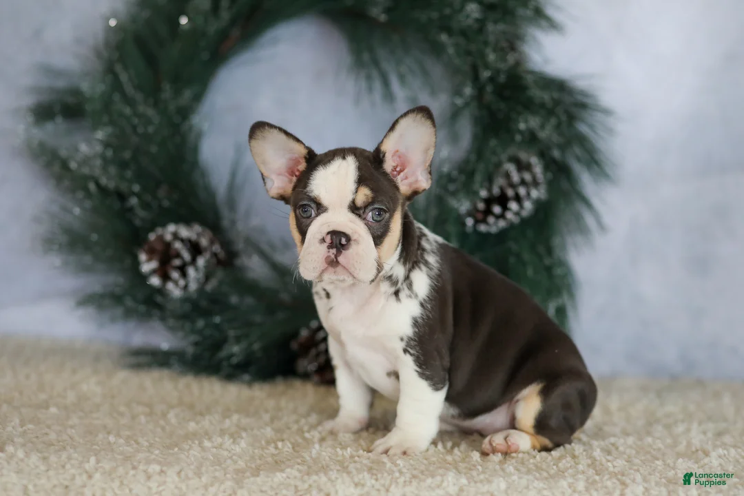 French Bulldog dogs for sale: Luna - Ad 8
