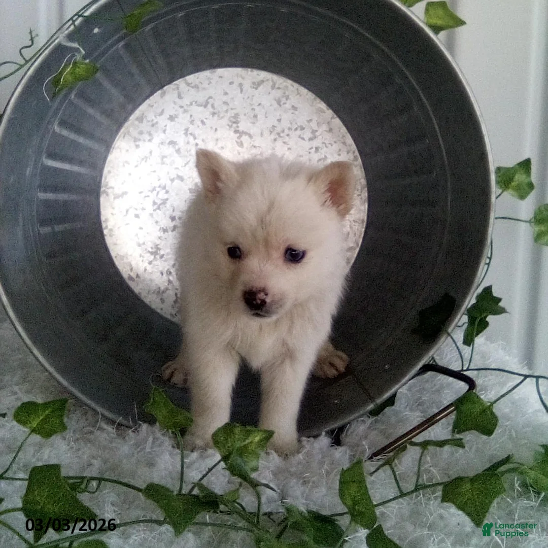 Pomsky dogs for sale: Misty - Ad 3