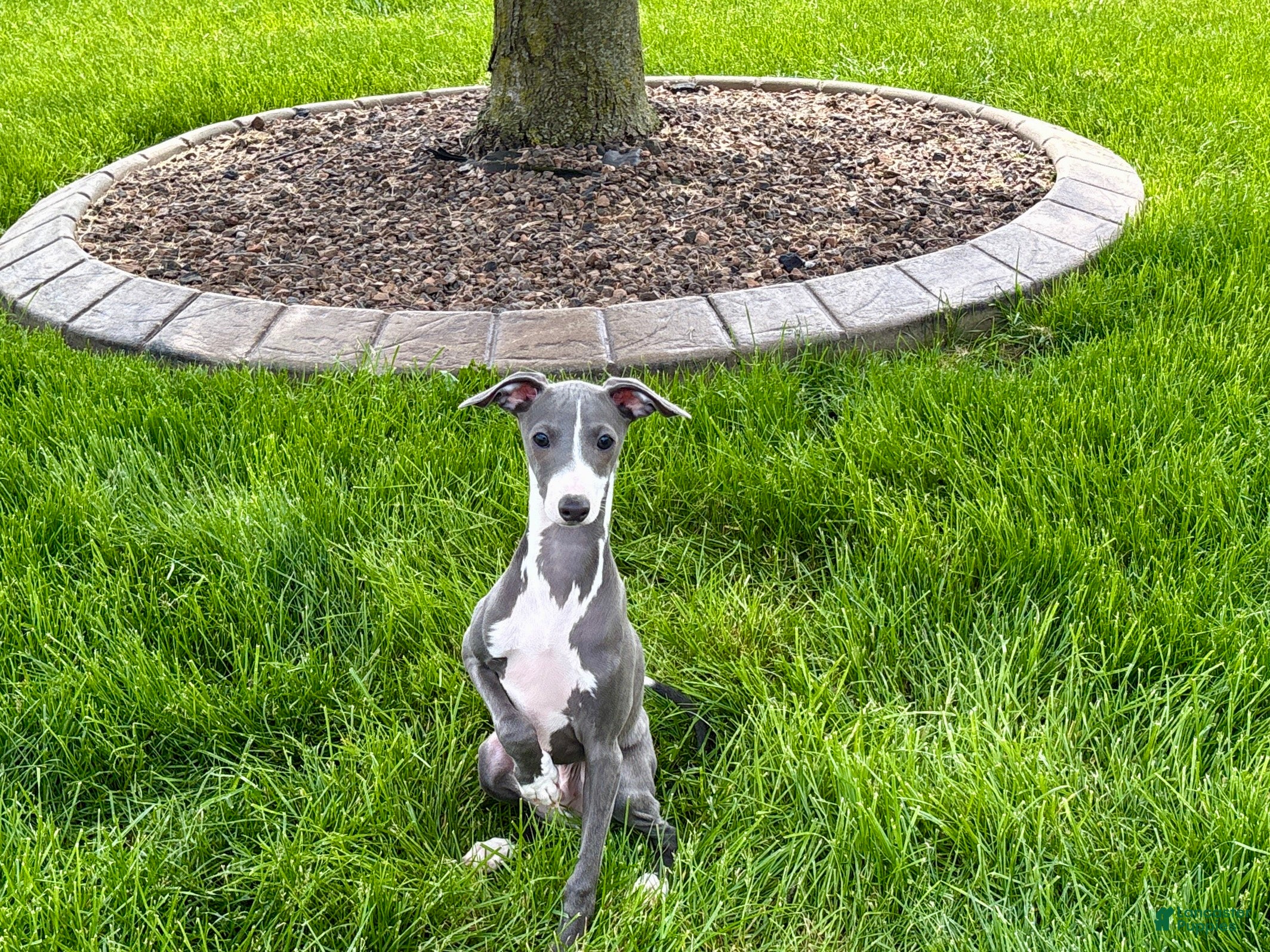 Italian Greyhound dogs Dannie - Ad 2