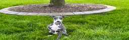 Italian Greyhound dogs for sale: Dannie - Ad 2