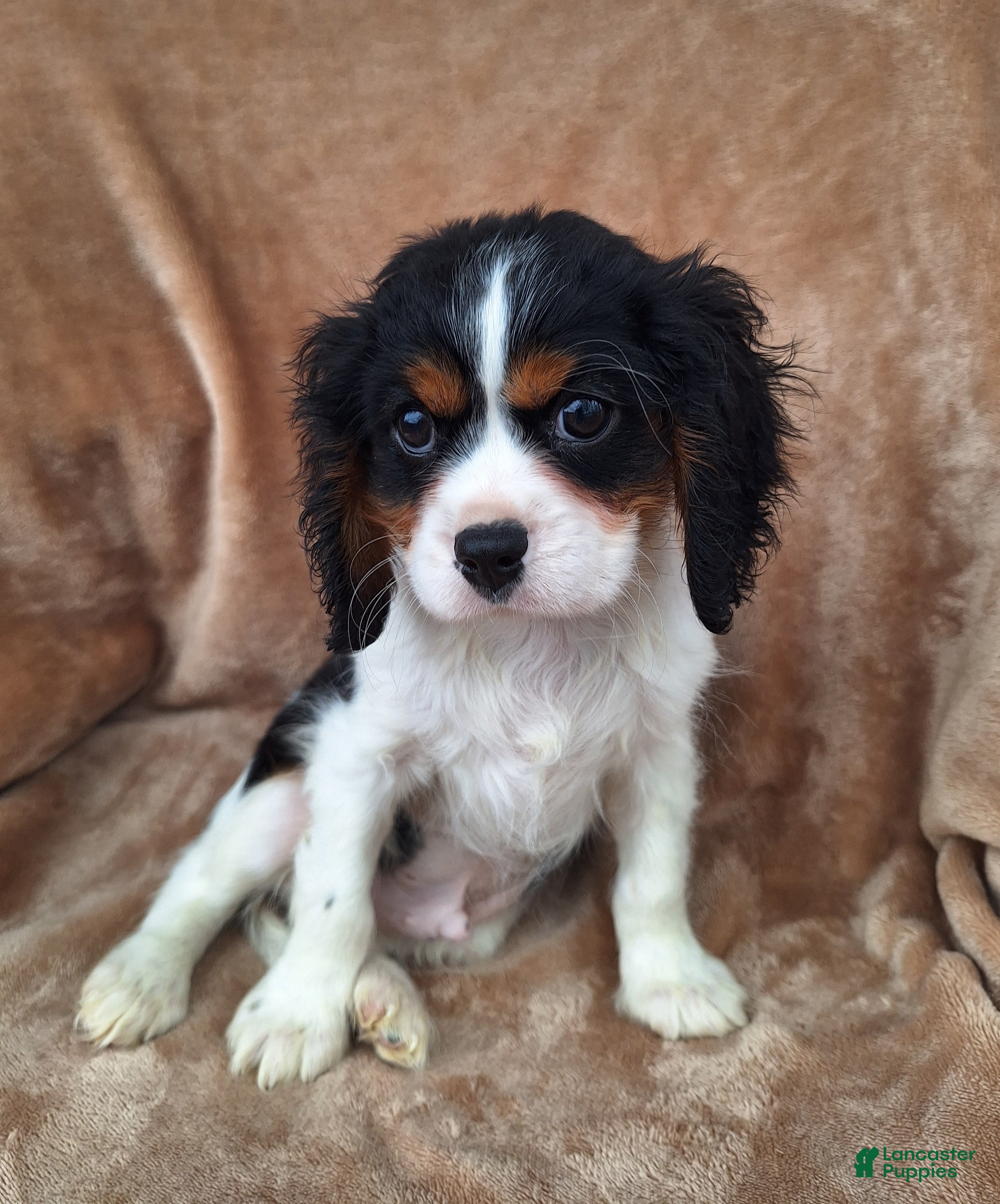 Cavalier King Charles Spaniel dogs Archie - Ad 7