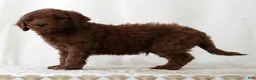 Mini Goldendoodle dogs for sale: Jase - Ad 5