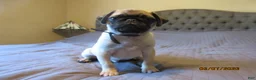 Pug dogs for sale: Tucker - Ad 11
