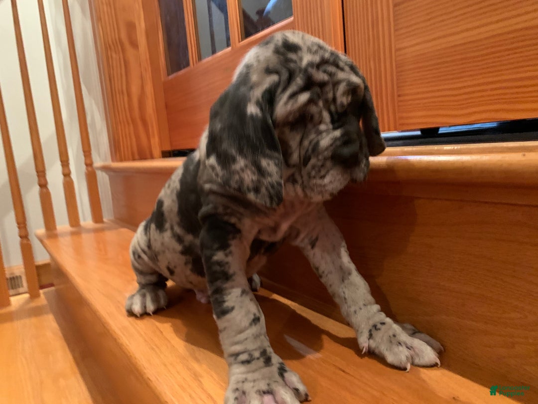 Neo Mastiff Great Dane Mastiff Mix Puppy Neapolitan Mastiff