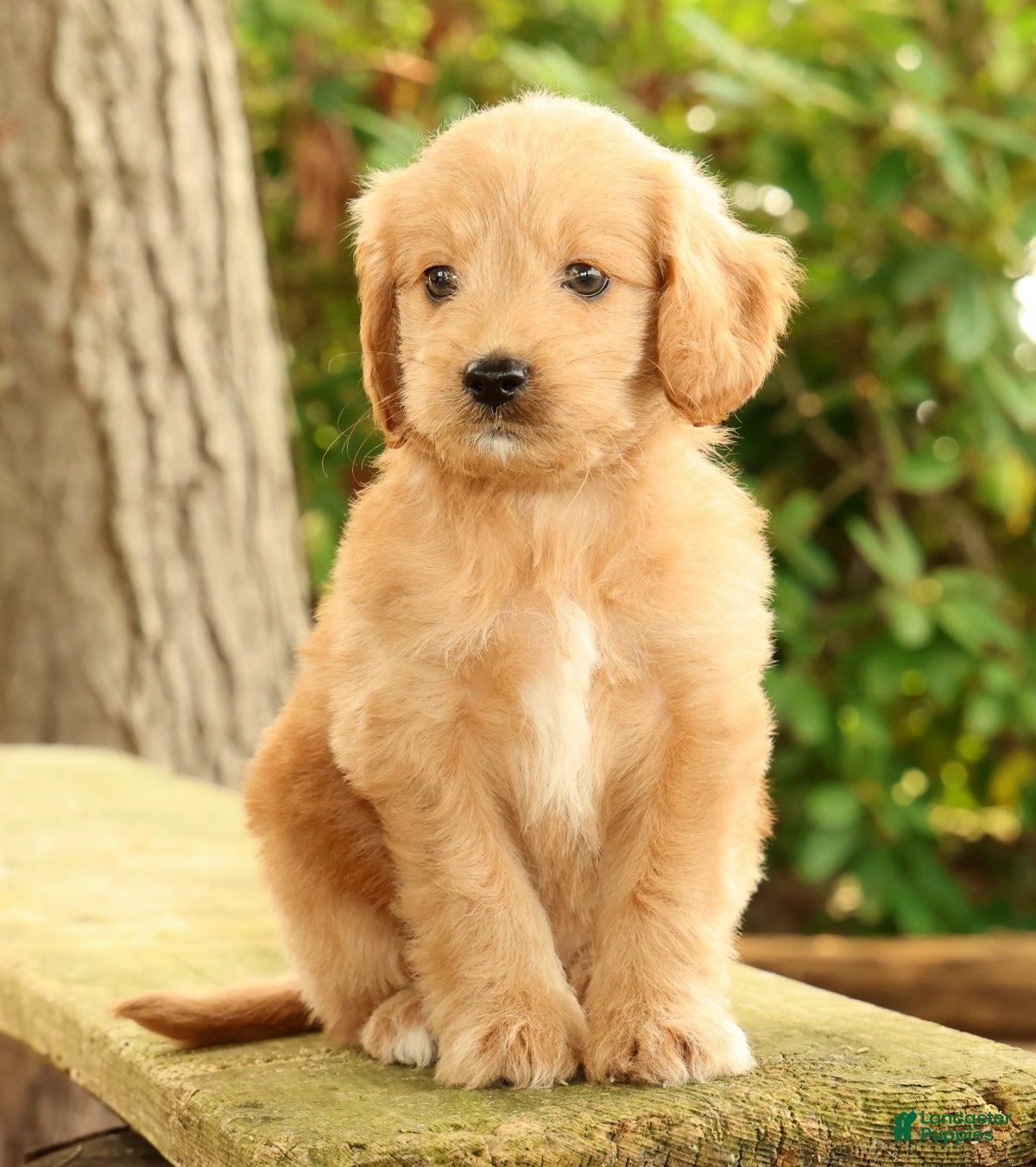 Mini Goldendoodle dogs Michelle - Ad 2
