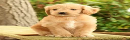 Mini Goldendoodle dogs for sale: Michelle - Ad 2