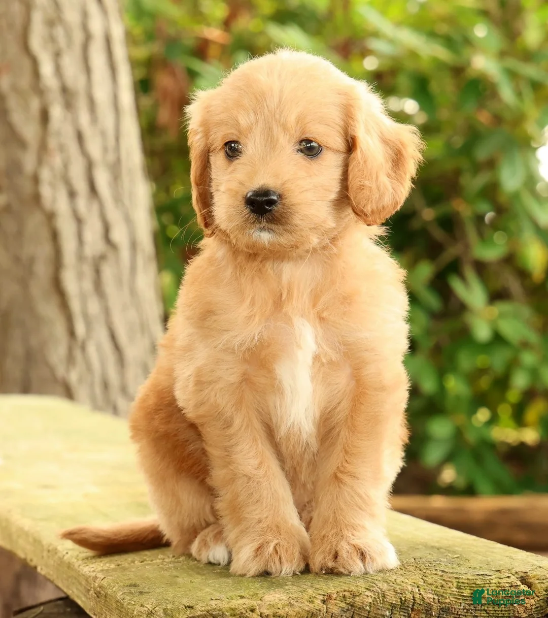 Mini Goldendoodle dogs for sale: Michelle - Ad 2