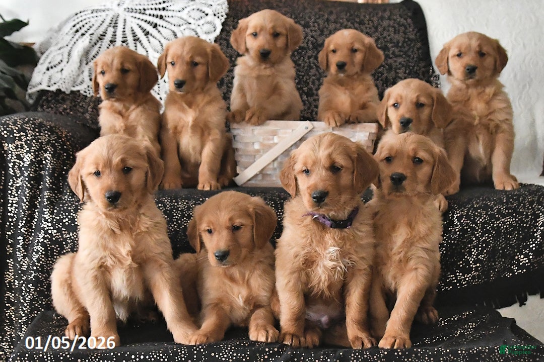 Golden Retriever dogs for sale: Kacey - Ad 5