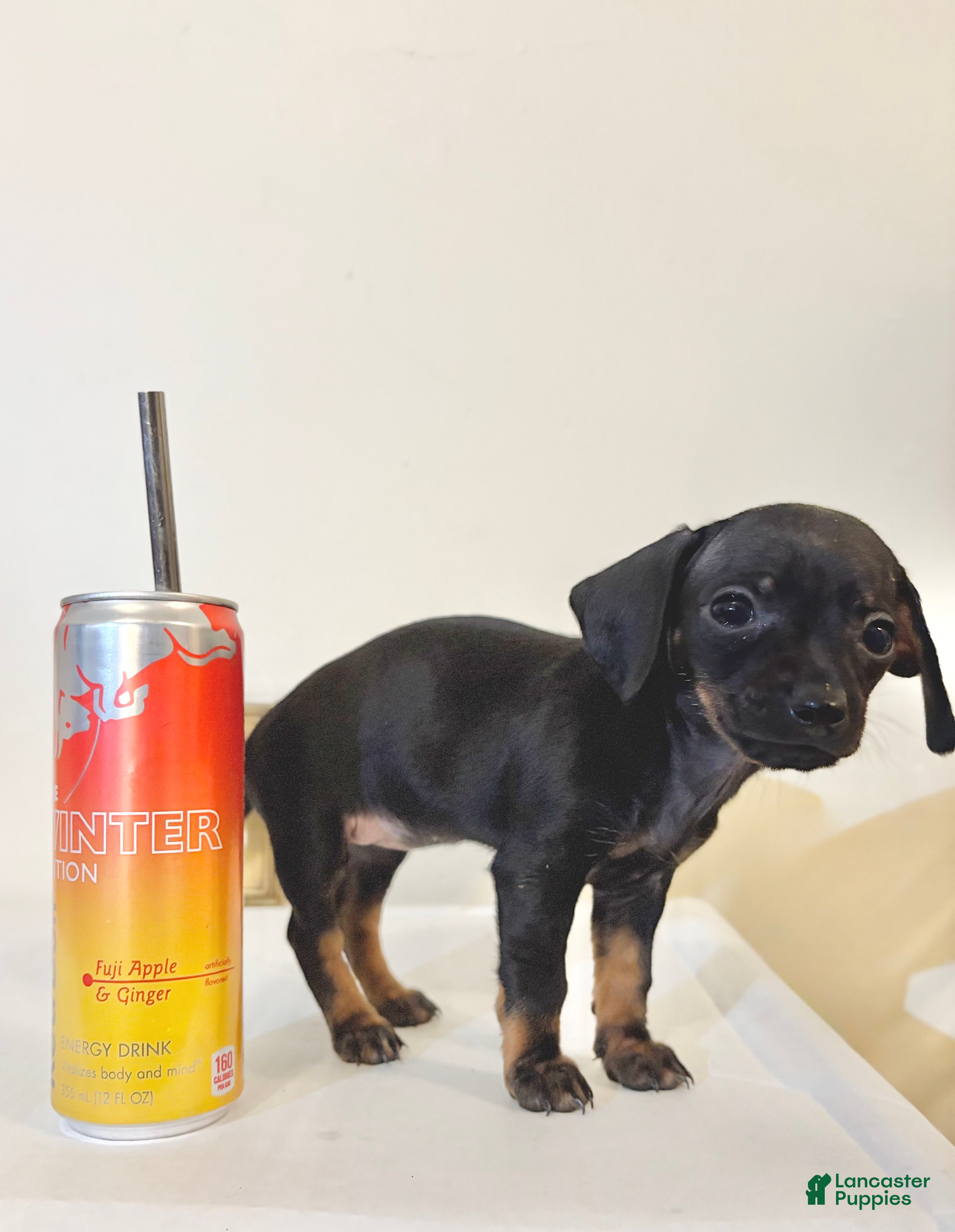 Mixed Breed dogs Pocket Pet 5 - Ad 36