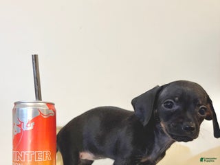 Mixed Breed dogs Pocket Pet 5 - Ad 36