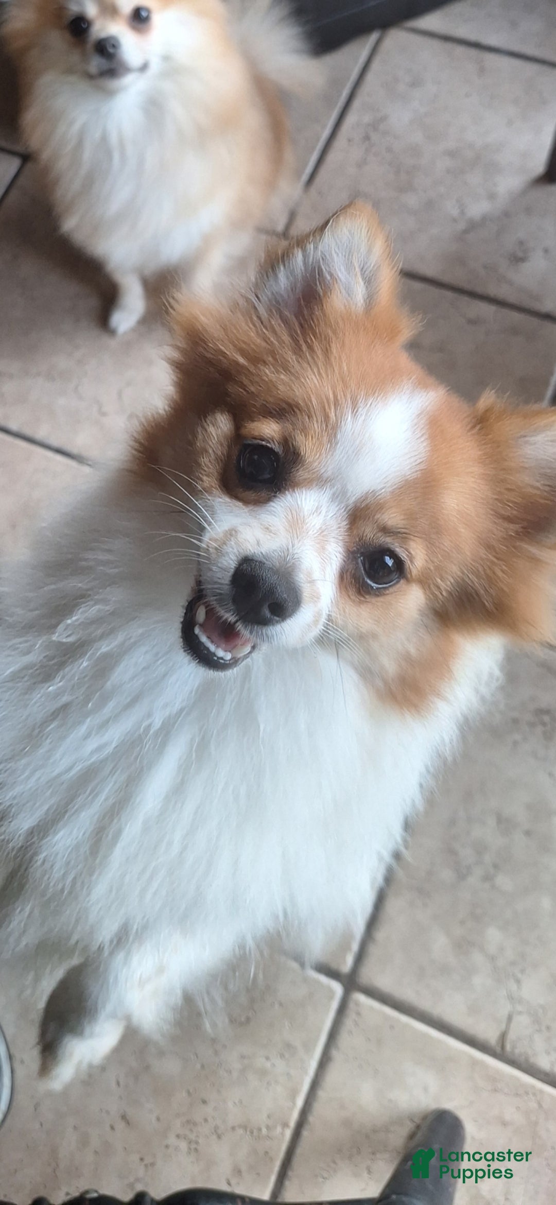 Pomeranian dogs for sale: Stella - Ad 2