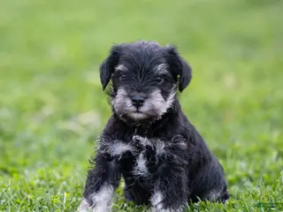 Miniature Schnauzer dogs for sale: Gavin Miniature Schnauzer Puppy - Ad 4