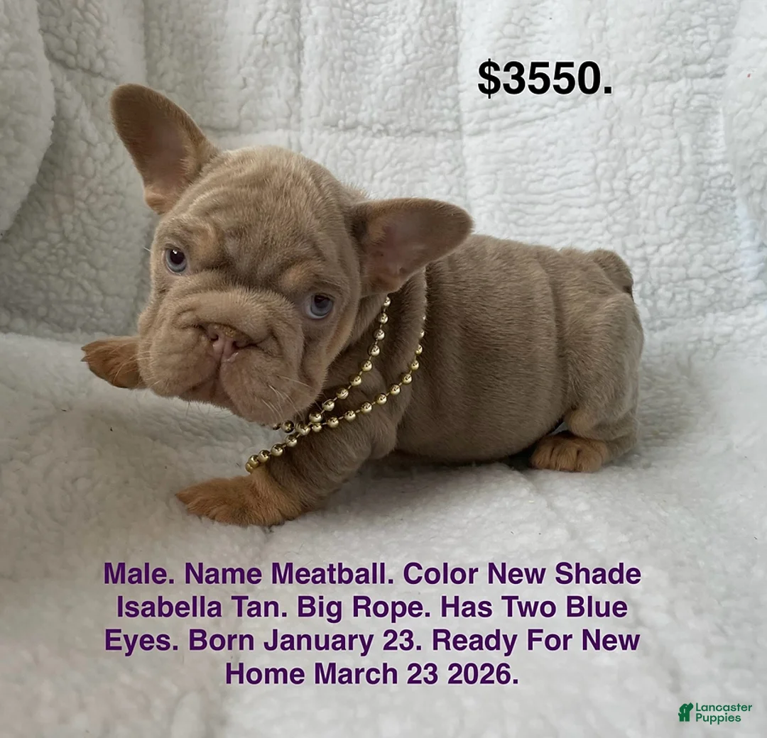 French Bulldog dogs for sale: Meatball - Ad 1