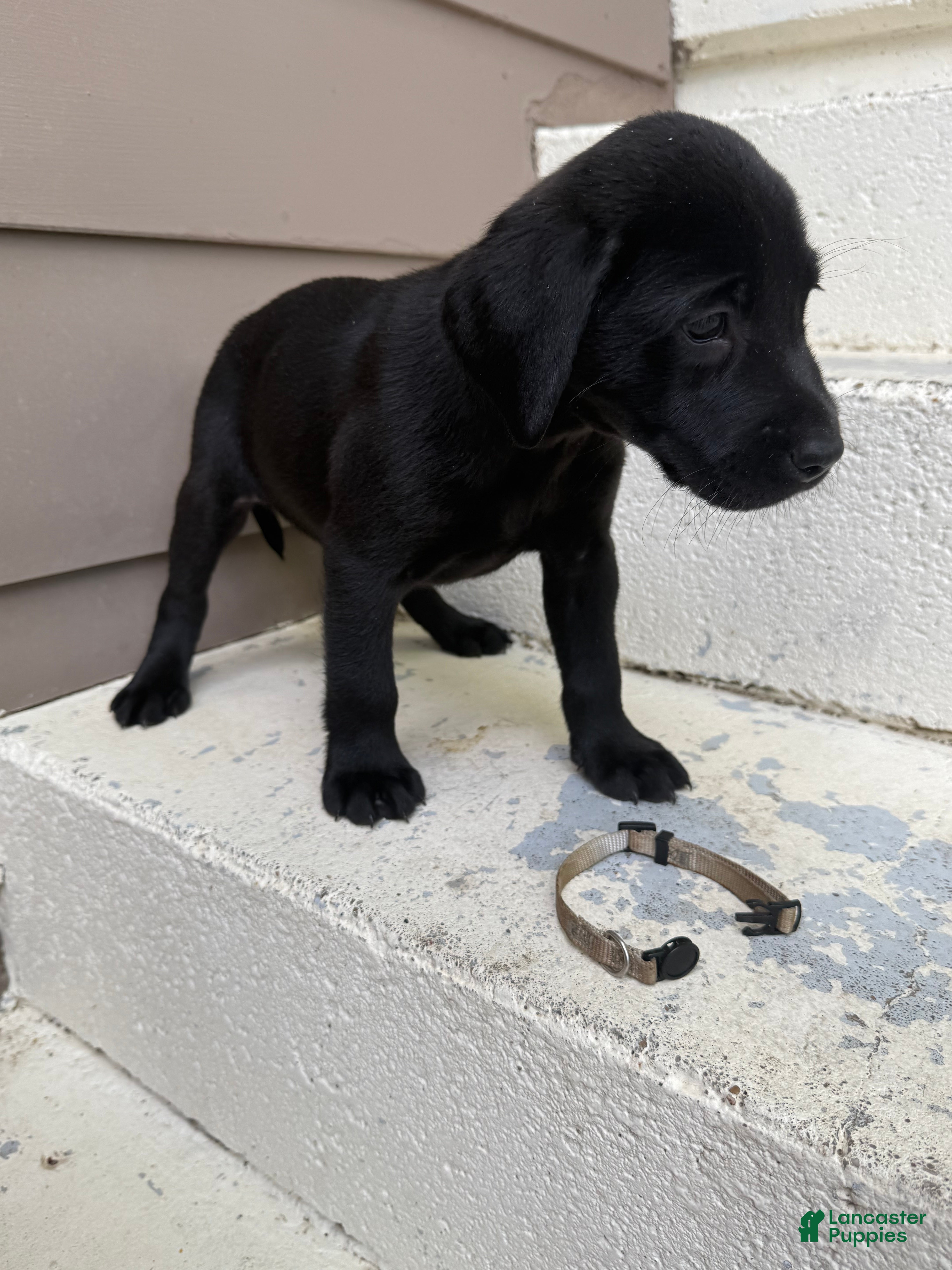 Labrador Retriever dogs Scout (White) - Ad 39