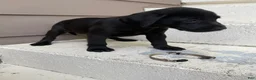 Labrador Retriever dogs for sale: Scout (White) - Ad 1