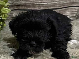 Miniature Schnauzer dogs - Ad 3